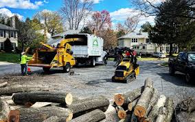 Best Tree Trimming and Pruning  in Rupert, ID