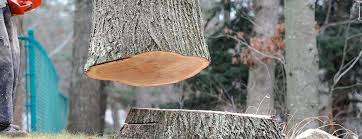 Best Tree Cabling and Bracing  in Rupert, ID