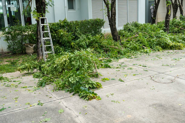 Best Arborist Consultation Services  in Rupert, ID