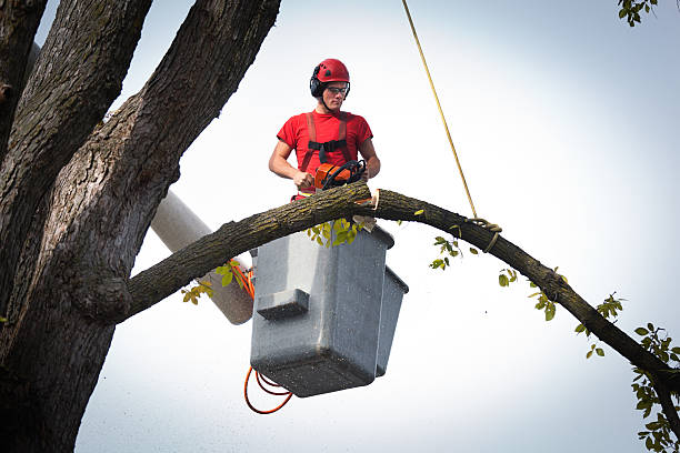 Best Tree Maintenance Programs  in Rupert, ID