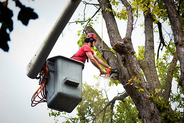 Best Commercial Tree Services  in Rupert, ID