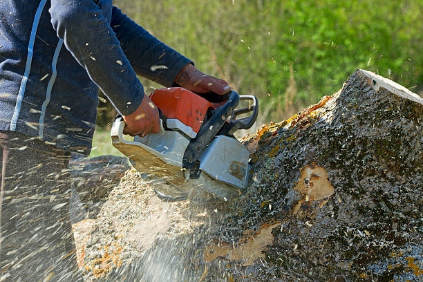 Best Lawn Maintenance Plans  in Rupert, ID