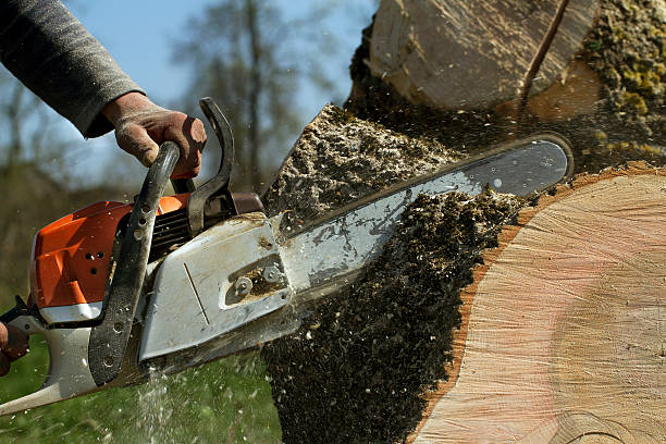 Best Emergency Tree Removal  in Rupert, ID